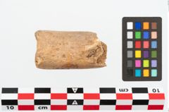 Foto von Knochenschäftung (NHMW-PRAE-026900)